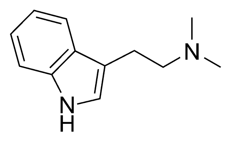 Chemical structure diagram of DMT: an indole ring joined to an ethylamine chain that ends in a nitrogen atom with two methyl groups attached.
