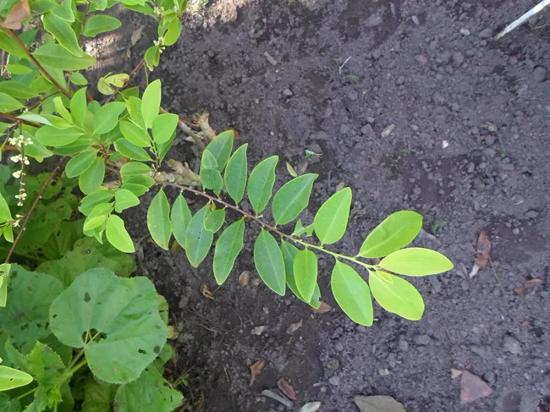 Coca leaves