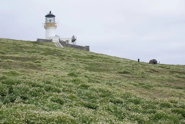 A white stone lighthouse and station building on the grassy summit of Eilean Mòr, seen from a distance across a field of tiny white flowers.