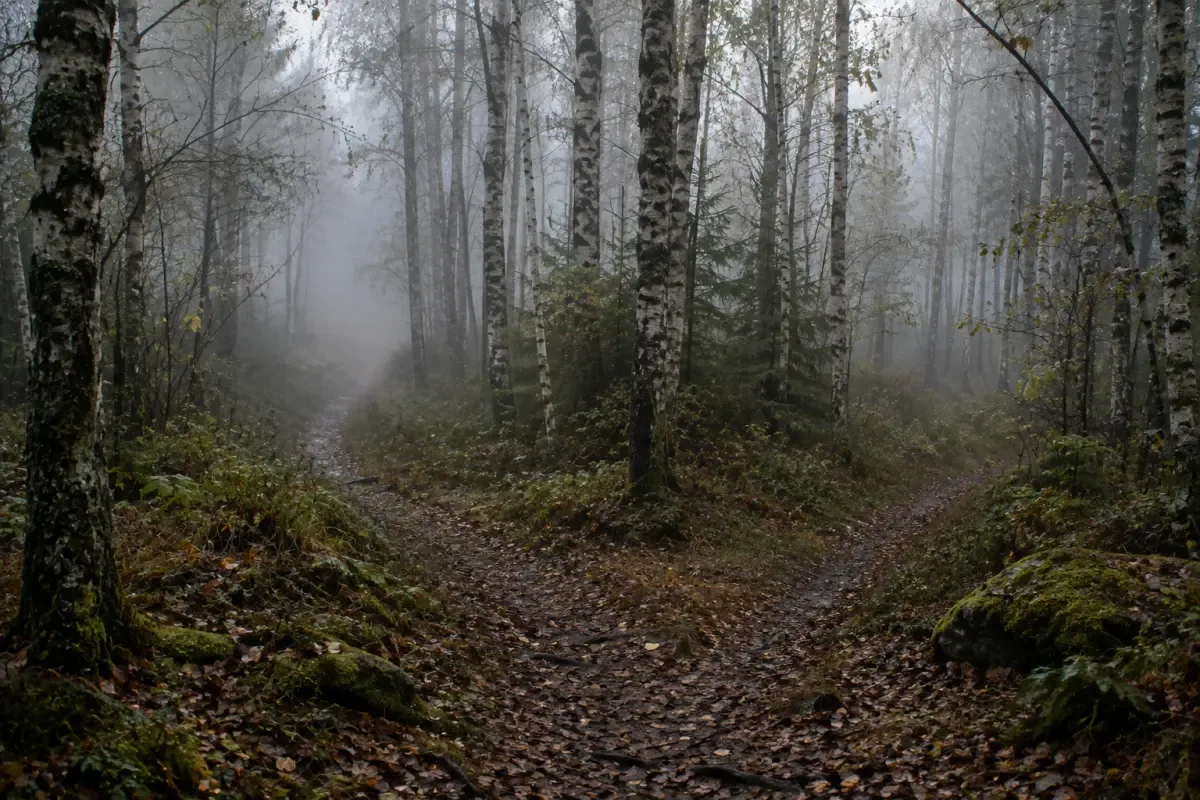 A misty forest path splitting into two directions at dawn