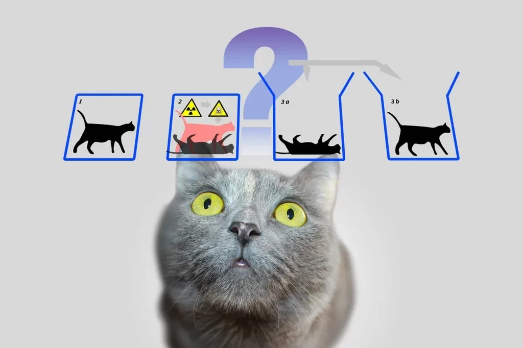 Composite image with a close-up of a puzzled gray Russian Blue cat with wide-open yellow eyes, looking toward a blue graphic diagram above its head. The diagram illustrates Schrödinger's thought experiment with boxes showing the cat in different states.